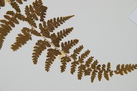 刺柄碗蕨藏品圖，第3張