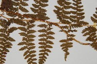 刺柄碗蕨藏品圖，第4張