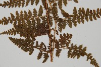 刺柄碗蕨藏品圖，第5張