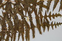 栗蕨藏品圖，第3張