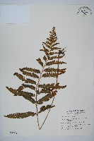 光葉鱗蓋蕨藏品圖，第1張