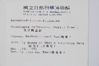 光葉鱗蓋蕨藏品圖，第2張