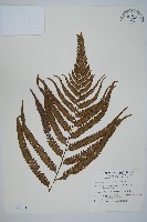 光葉鱗蓋蕨藏品圖，第1張