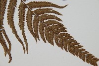 光葉鱗蓋蕨藏品圖，第6張