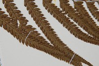 光葉鱗蓋蕨藏品圖，第7張