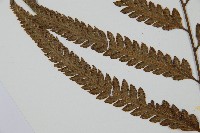 光葉鱗蓋蕨藏品圖，第8張