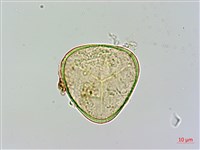 光葉鱗蓋蕨藏品圖，第2張