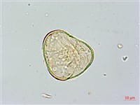 光葉鱗蓋蕨藏品圖，第3張