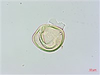 光葉鱗蓋蕨藏品圖，第4張