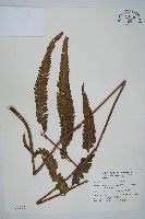 光葉鱗蓋蕨藏品圖，第1張