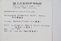 光葉鱗蓋蕨藏品圖，第2張