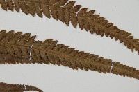 光葉鱗蓋蕨藏品圖，第3張