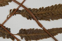 光葉鱗蓋蕨藏品圖，第4張