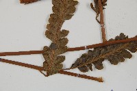 光葉鱗蓋蕨藏品圖，第5張