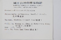 光葉鱗蓋蕨藏品圖，第2張