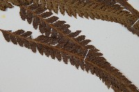 光葉鱗蓋蕨藏品圖，第3張