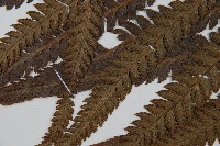 光葉鱗蓋蕨藏品圖，第4張