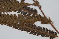 光葉鱗蓋蕨藏品圖，第5張