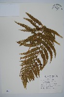 亞粗毛鱗蓋蕨藏品圖，第1張