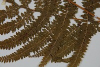 亞粗毛鱗蓋蕨藏品圖，第3張