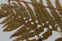 亞粗毛鱗蓋蕨藏品圖，第4張
