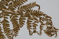 亞粗毛鱗蓋蕨藏品圖，第3張