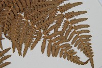 蕨藏品圖，第3張