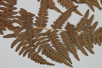 蕨藏品圖，第4張