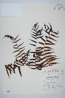 黑桫蕨藏品圖，第1張