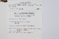 黑桫蕨藏品圖，第2張