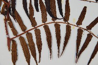 黑桫蕨藏品圖，第3張