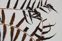 黑桫蕨藏品圖，第4張