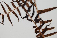 黑桫蕨藏品圖，第5張