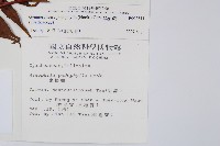 黑桫蕨藏品圖，第2張