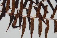 黑桫蕨藏品圖，第3張