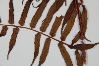 黑桫蕨藏品圖，第4張