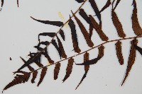 黑桫蕨藏品圖，第5張