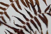 黑桫蕨藏品圖，第4張