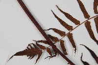 黑桫蕨藏品圖，第5張