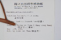 金狗毛蕨藏品圖，第2張