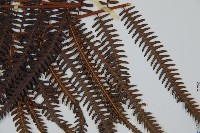 金狗毛蕨藏品圖，第3張