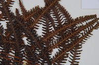 金狗毛蕨藏品圖，第4張