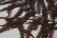 金狗毛蕨藏品圖，第5張