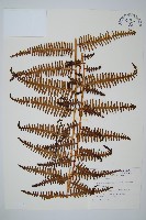 中華裡白藏品圖，第1張