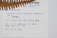 中華裡白藏品圖，第2張