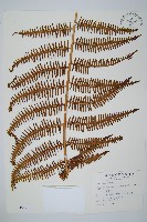 中華裡白藏品圖，第1張