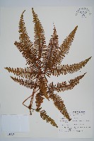 芒萁藏品圖，第1張