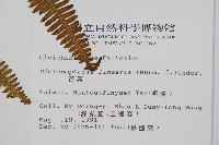 芒萁藏品圖，第2張