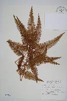 芒萁藏品圖，第1張