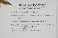 芒萁藏品圖，第2張